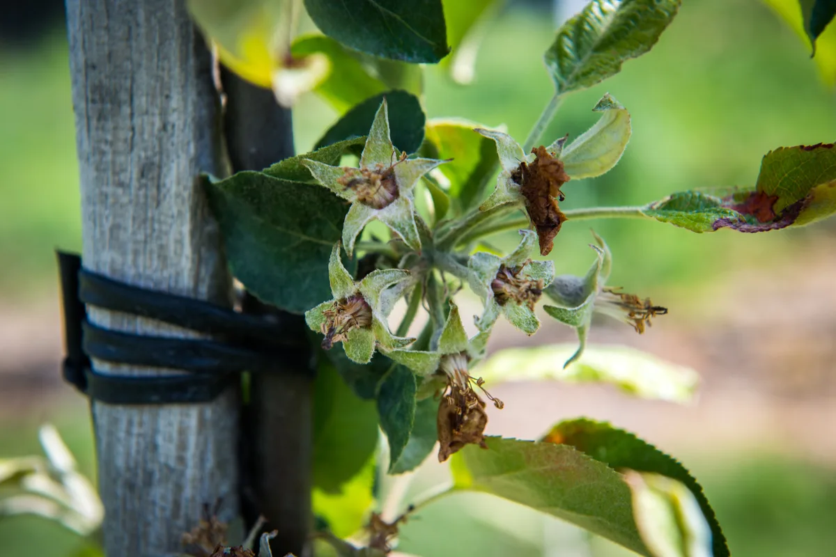 Vor allem an Obstbäumen und Weinreben kann Spätfrost grossen Schaden anrichten. Frostschädenan einer Weinrebe.